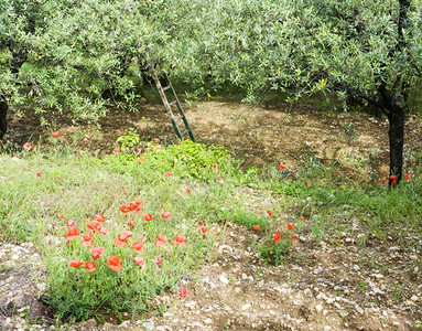 红色的沃克吕兹特雷斯法国Vaucluse的橄榄果园播种季节期间花红色对比反差背景图片