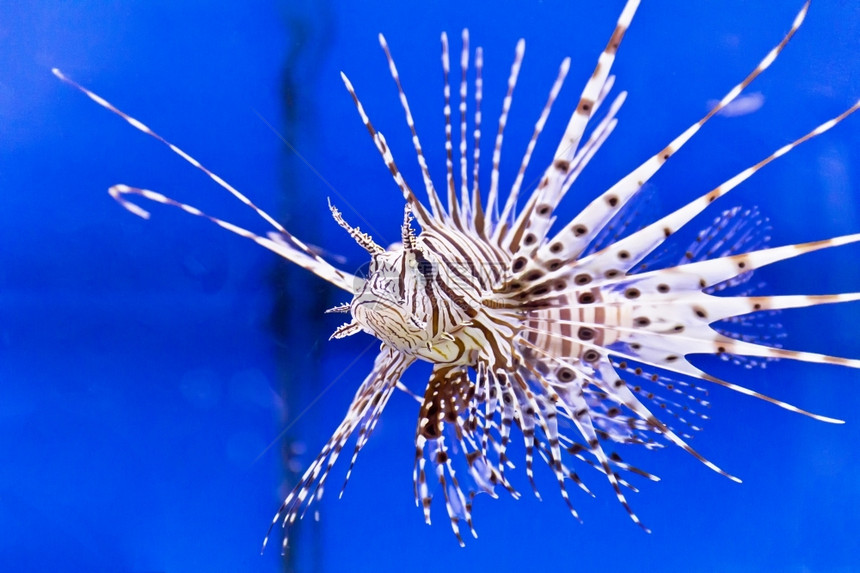 鱼照片刺尾水族馆内条纹地铁火山的相片图片