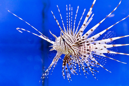 鱼照片刺尾水族馆内条纹地铁火山的相片图片