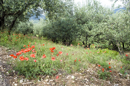 种植园叶子沃克吕兹播种季节橄榄果园中花的红色对比与种植季节期间的图片