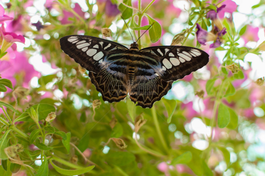 普拉德一只蝴蝶坐在个植物上紧贴着一只蝴蝶坐落在个植物上叶子花园图片