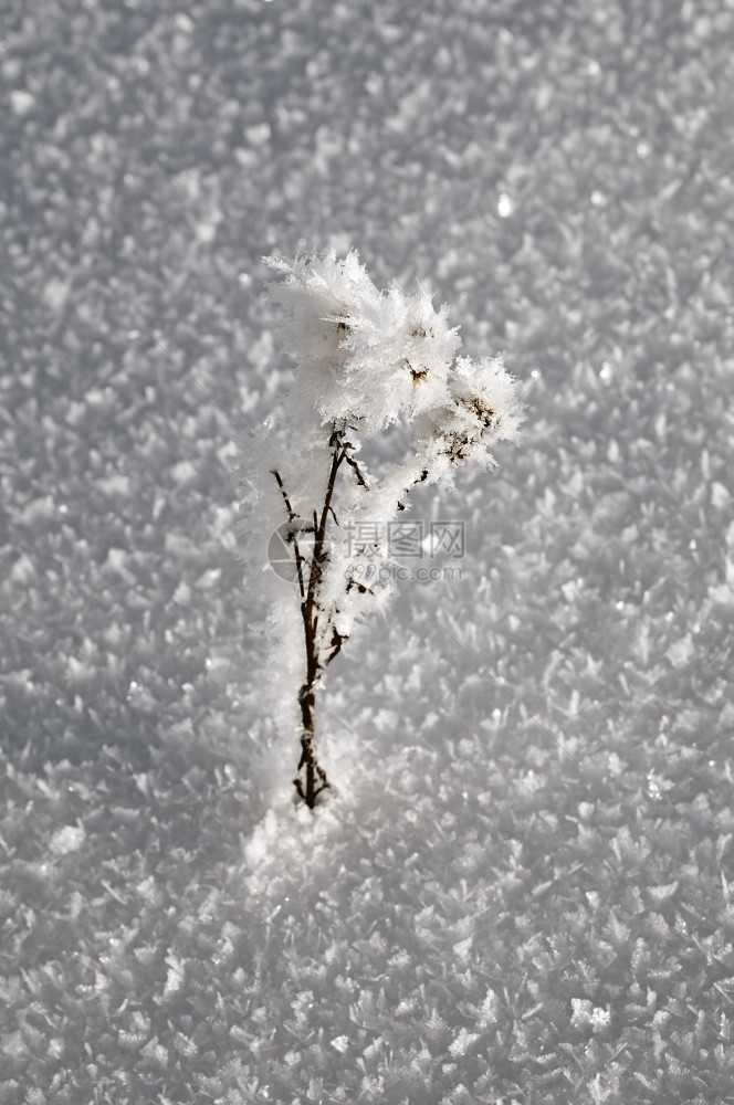 在干草上与雪质相对的冰霜下雪季节冬天图片