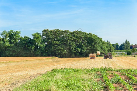 庄稼夏天农村地貌带干草树叶的拖拉机和车图片