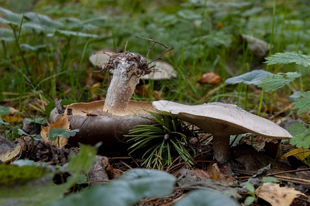 人们科学2个蘑菇放在草地上有叶子2个蘑菇草地位图片