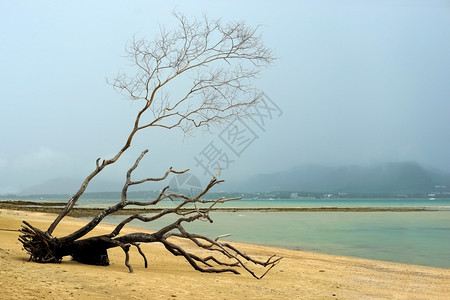 海景死的热带滩上枯树天空背景美丽的绝树平静图片