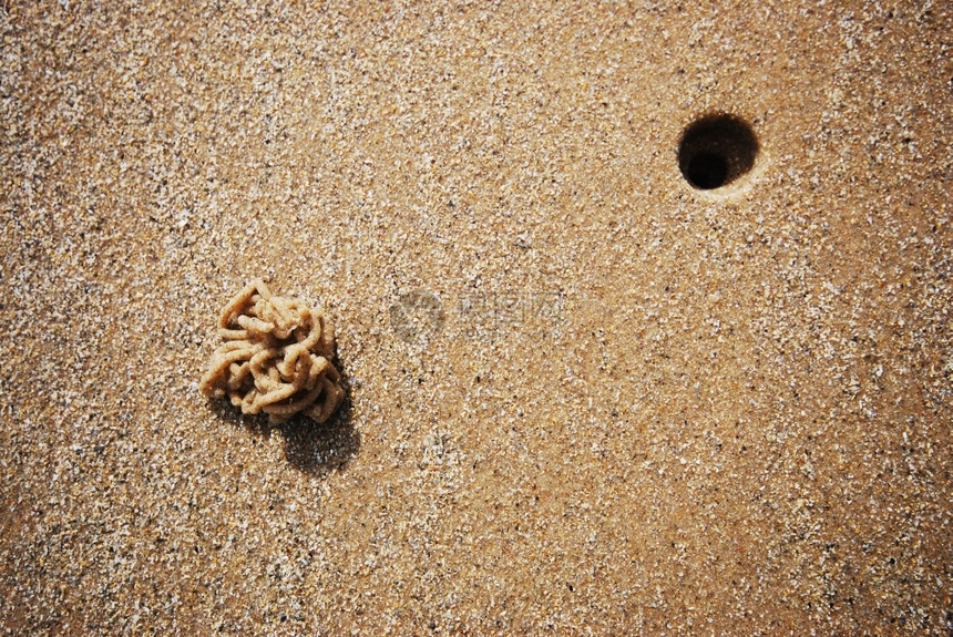 海滩上岩虫的最小照片昆自然雅各布斯图片
