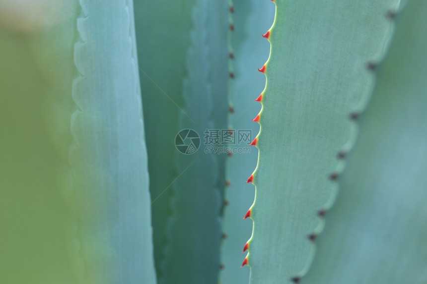 植物生长仙人掌叶背景的刺干旱图片