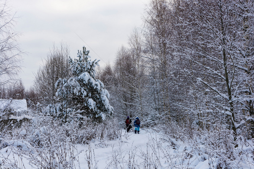 团体下雪的一小群游客在寒冷的冬日阴天穿过白雪覆盖的森林一小群游客在寒冷的冬日阴天穿过白雪皑的森林多云图片