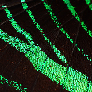 细节颜色鳞翅目绿蝴蝶翼自然形态图案背景背景图片