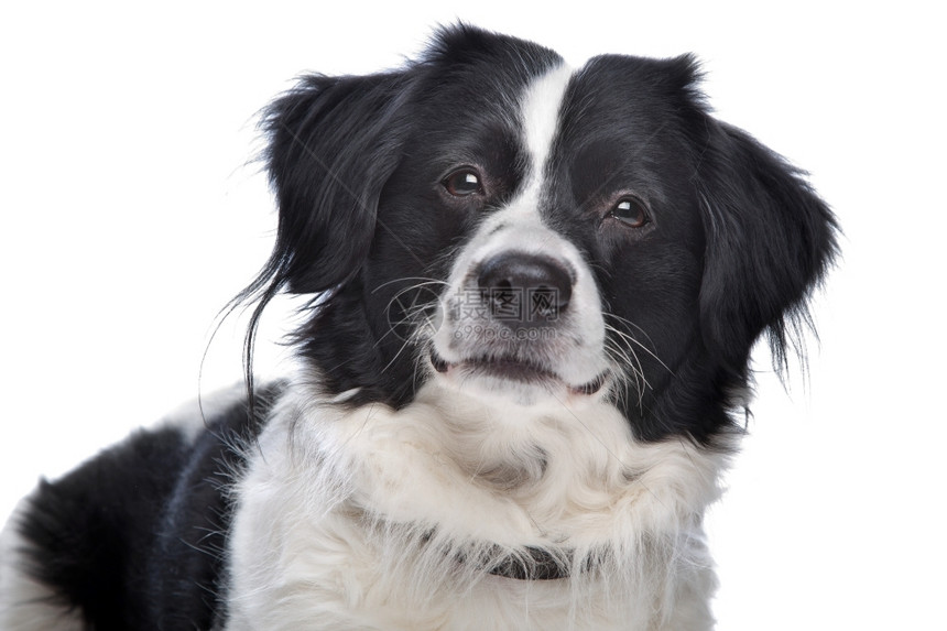 一种动物牧羊人白背景面前的边境CollieBerferCollie牧羊犬图片