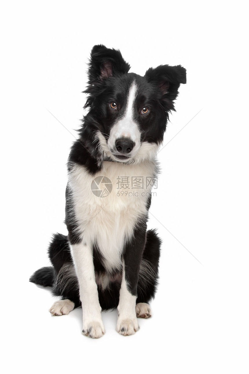 国内的纯种白背景面前的边境CollieBerferCollie牧羊犬类图片