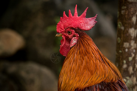 自然丰富多彩的小鸡在模糊背景之下紧关的红丛林鸟头图片