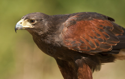 苏格兰高地金鹰Aquilachrysaetos猎人一种天鹰座图片