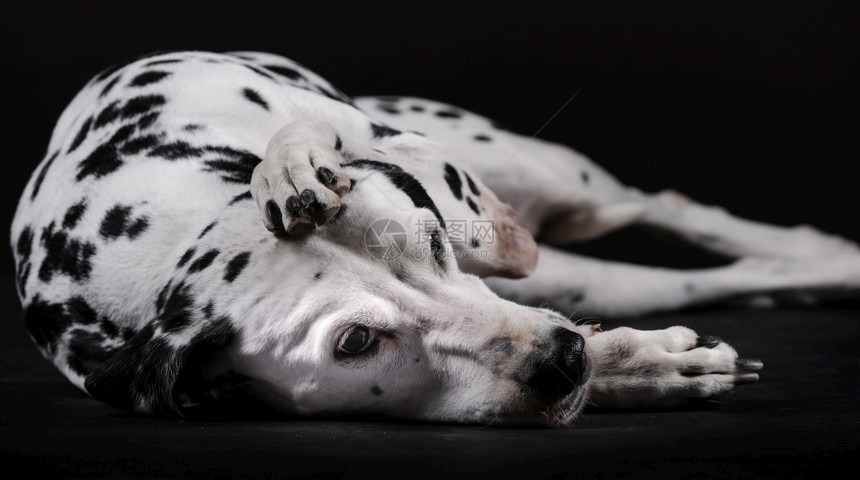 Dalmatian狗与腿躺在头上部被白背景孤立肉食动物复制宠图片