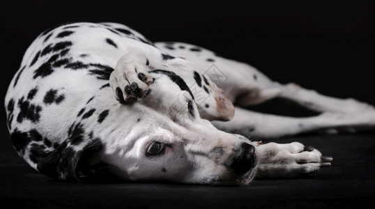 Dalmatian狗与腿躺在头上部被白背景孤立肉食动物复制宠背景图片