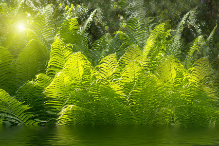 公园中的水生植物图片