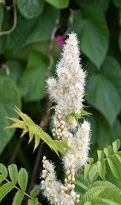 植物学漆树花的夏园索巴利亚白花图片