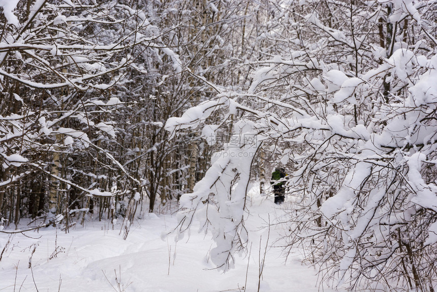 一小群游客在寒冷的冬季云天穿过雪覆盖的森林旅游人数很少俄罗斯自然冬天图片