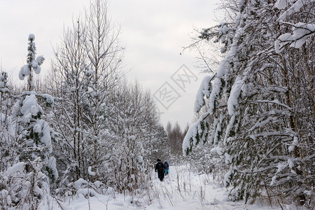 下雪的树木一小群游客在寒冷的冬季云天穿过雪覆盖的森林旅游人数很少自然图片