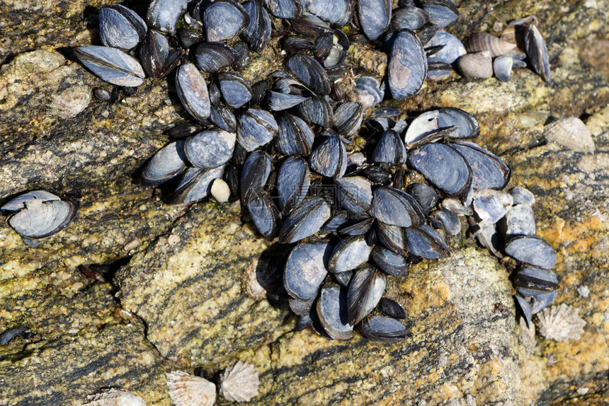海低潮时布列塔尼岩石上的野生贝软体动物类图片