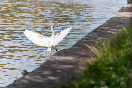 动物喙白鹭Egret降落在城市的河边图片