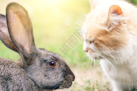 猫咪和兔子图片