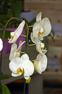 热带白色的装饰兰花分支图片