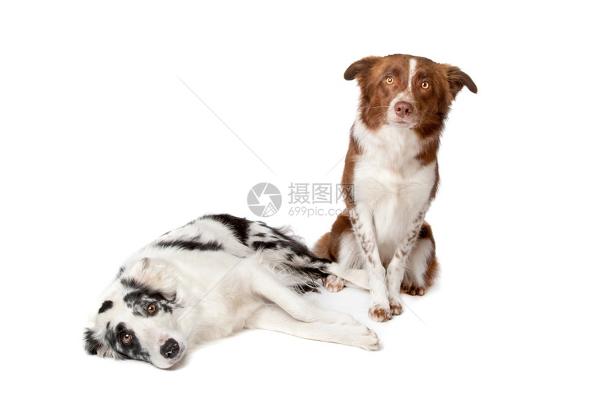 国内的犬类工作室白种背景的双边Collie羊犬图片