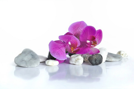 美丽的兰花石子和心白色背景紫的花冠鹅卵石图片
