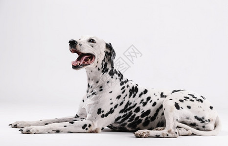 Dalmatian狗坐着面朝上与白种背景隔离室内的纯种白色背景图片