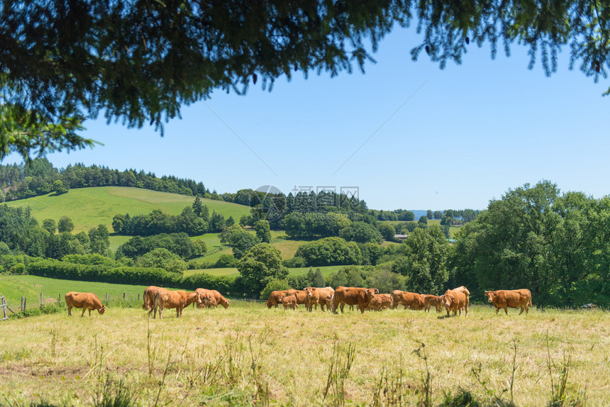 文化风景中典型的法国奶牛Limousin维林克豪华轿车图片