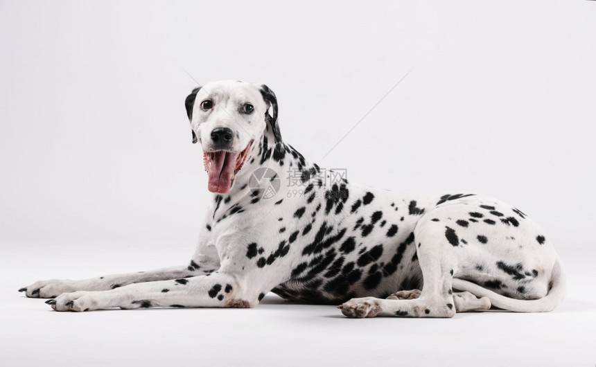 Dalmatian狗坐着面对与白种背景隔绝的孤立短发宠物猎犬图片