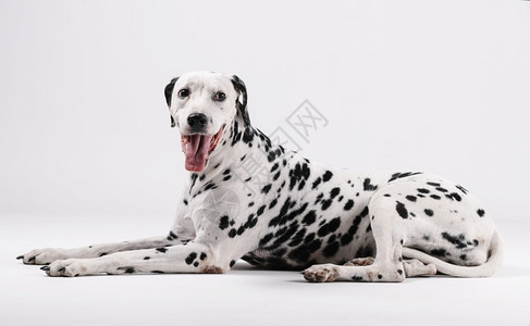 Dalmatian狗坐着面对与白种背景隔绝的孤立短发宠物猎犬背景图片