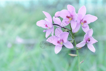 粉色的绿优质粉红石斛兰花图片