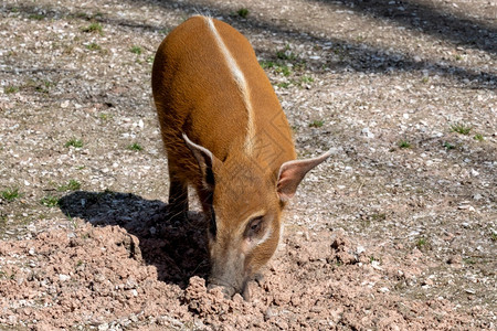 非洲红河猪Potamochoerusporcus又称灌猪棕色的已知图片