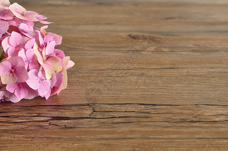 粉色的花一个红Hydranga被木制背景隔离霍滕西亚图片