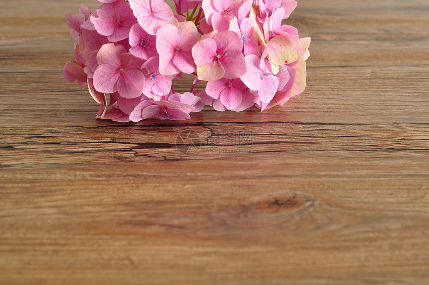 大叶开花一个粉红色的Hydranga被木制背景隔离自然图片