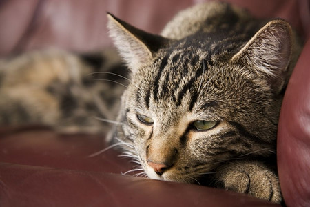 轻松小憩一只懒惰的猫半睡在布根迪皮椅上一种图片