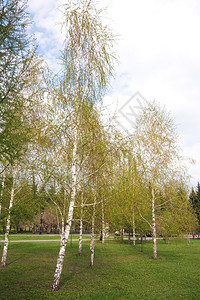 树207年4月在市中心公园Novosibirsk市公园景观天空城市图片