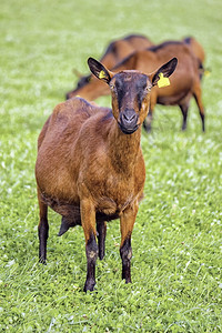 乡村的草地农业棕山羊站在绿草上图片