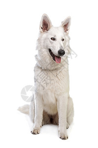 白色温顺的牧羊犬背景图片