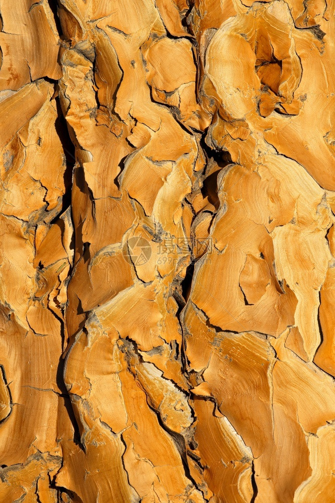 非洲南部黄树的皮AloedichotomaAloedichotoma剥落一种自然图片