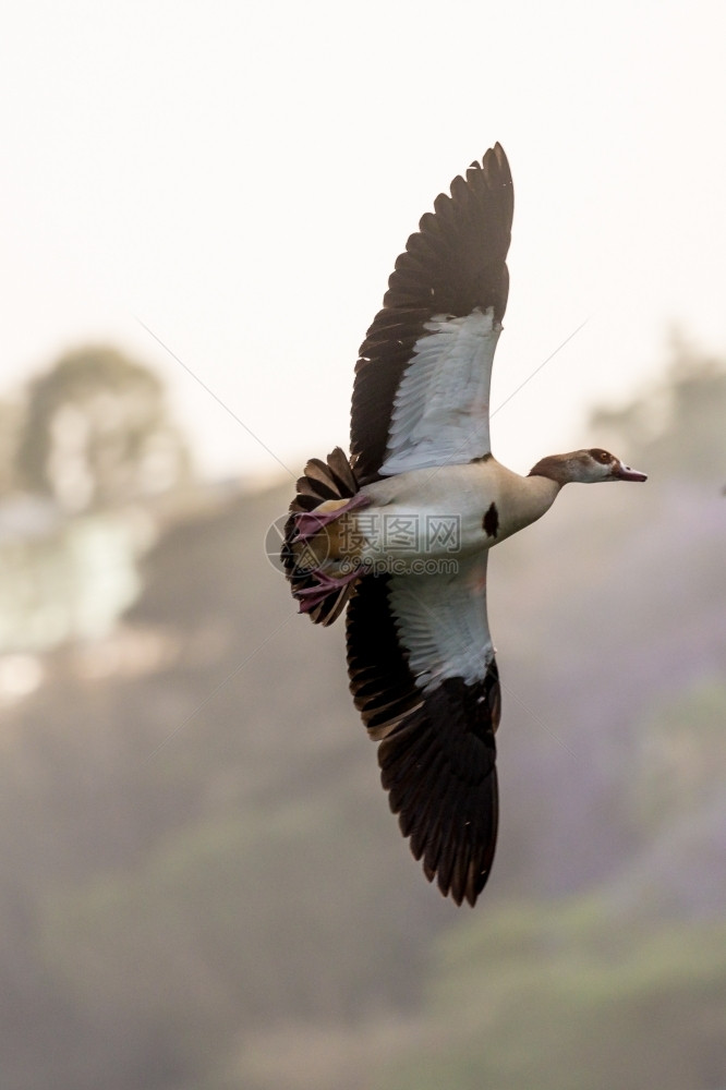 自然埃及高鹅阿洛波琴以黑色和白翅膀在飞行中空气野生动物图片