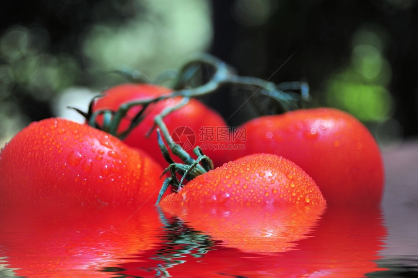 木头蔬菜与松树相连的藤番茄反映在水中湿度番茄滴图片