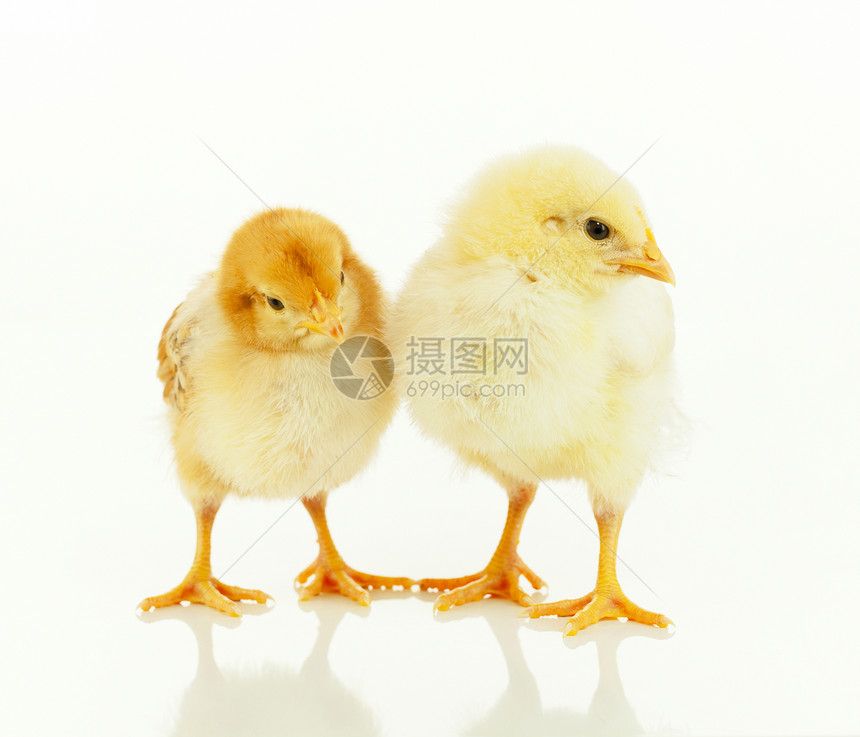 克拉夫琴科团体白色背景的两只新出生鸡黄色的图片