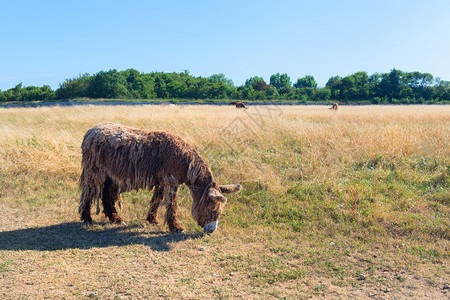 法国兰西岛伊莱德里长发的著名驴子动物图片