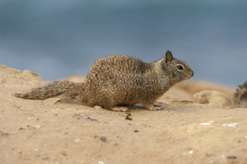 亨德森耳乳杆菌加州土松鼠在海滩附近的沙地上桑图片