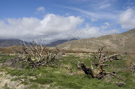 山脉里德米勒拉纳佩沙漠景观中的枯树图片