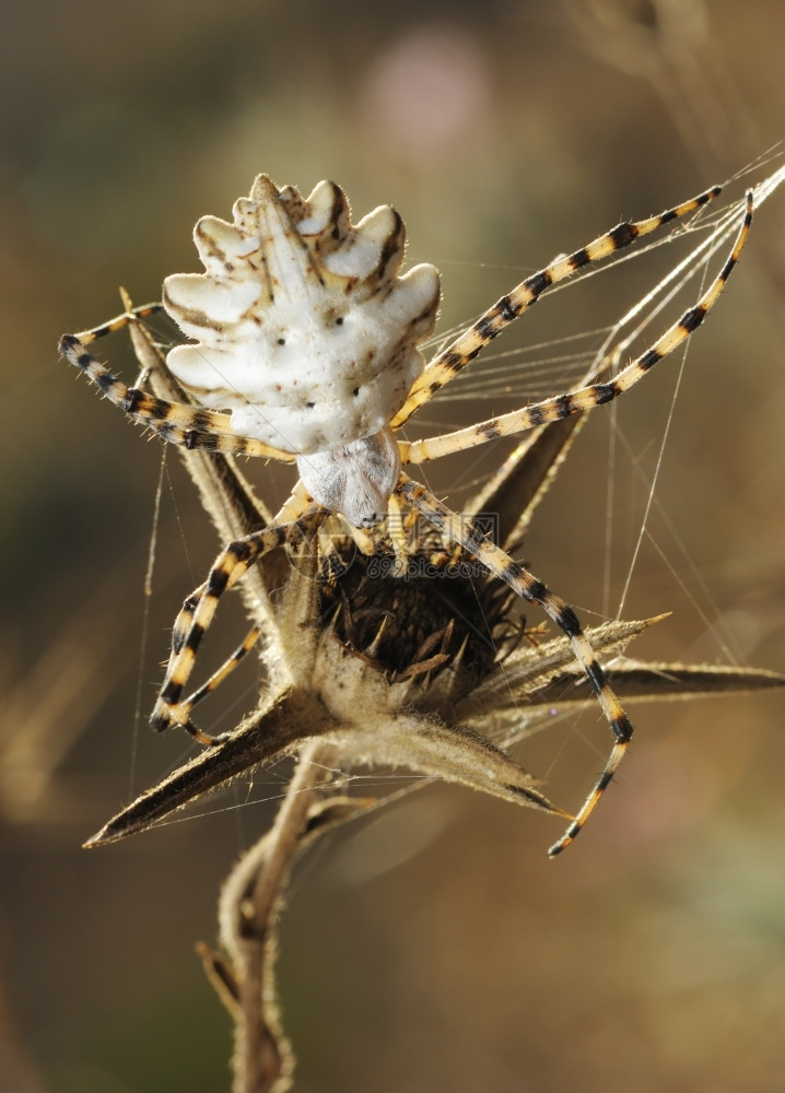 蜘蛛在网络上几乎干燥的植物裂片开户外图片