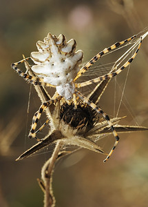 蜘蛛在网络上几乎干燥的植物裂片开户外图片
